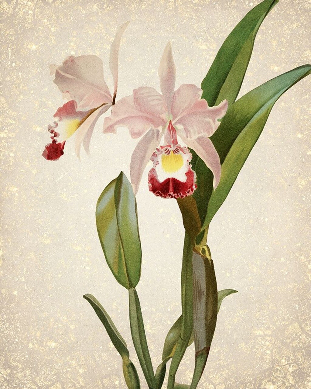 Orchids 2 Poster Print by Allen Kimberly - Item # VARPDXKARC777B